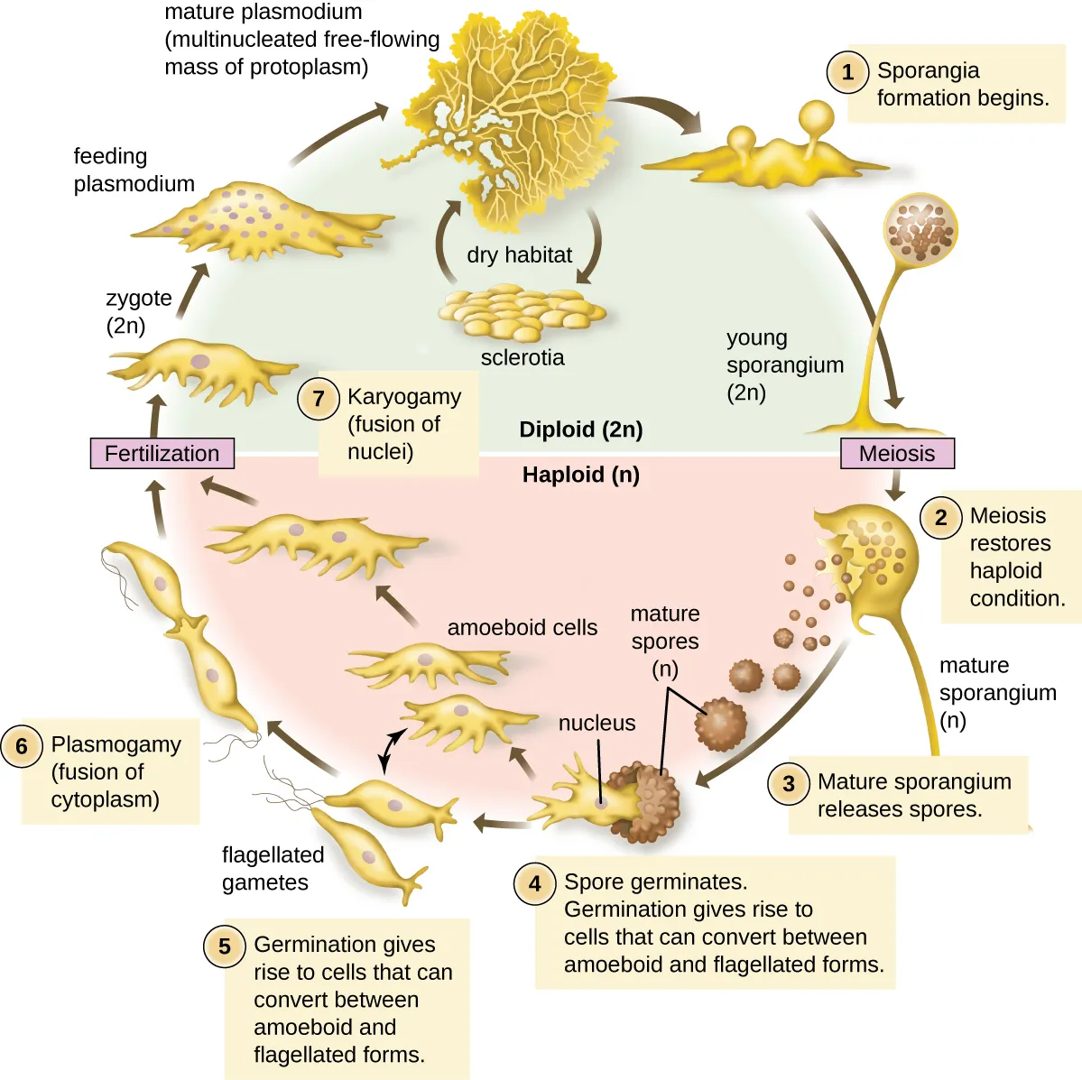 Life cycle of Plasmodial slime mold